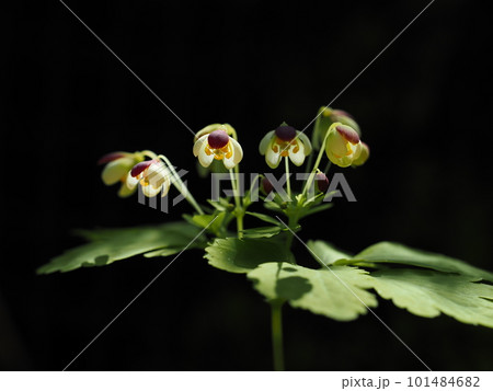 春の山野草、アズマシロカネソウ 101484682