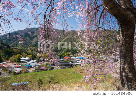 青根の春　桜咲く里山 101484906