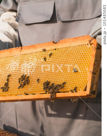 Beekeeper removing honeycomb from beehive. Person in beekeeper suit taking honey from hive. Farmer wearing bee suit working with honeycomb in apiary. Beekeeping in countryside. Organic farming 101485085