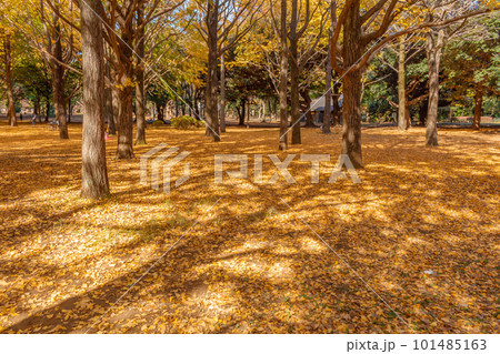 【イメージ素材】秋の落ち葉(東京代々木公園周辺) 【イメージ素材】秋の落ち葉(東京代々木公園周辺) 101485163