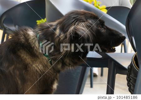 Portrait in profile of a mongrel dog with long smoky brown hair in a green collar Portrait in profile of a mongrel dog with long smoky brown hair in a green collar 101485186