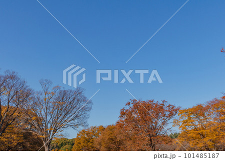 【東京の都市風景】代々木公園の紅葉 【東京の都市風景】代々木公園の紅葉 101485187