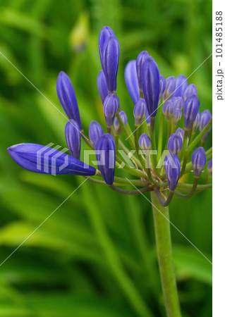 Lilac inflorescences of African Agapanthus in the garden Lilac inflorescences of African Agapanthus in the garden 101485188