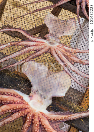 Octopuses dries on a net 101485228