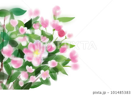 海棠（カイドウ）・花海棠の花カード1 101485383