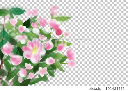 海棠（カイドウ）・花海棠の花カード1 101485383