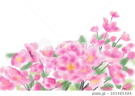 海棠（カイドウ）・花海棠の花カード2 101485384