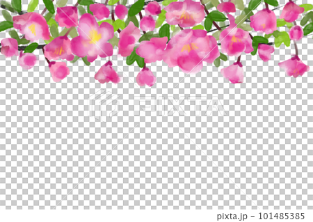 海棠（カイドウ）・花海棠の花カード3 101485385