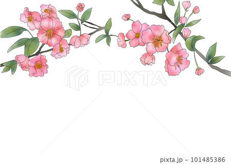 海棠（カイドウ）・花海棠の花カード4 101485386