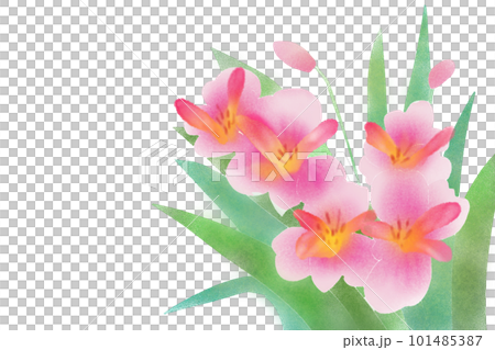 六出花花卡1 六出花花卡1 101485387