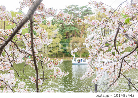 池畔に咲く満開の桜 池畔に咲く満開の桜 101485442