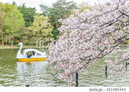 池畔に咲く満開の桜 池畔に咲く満開の桜 101485443