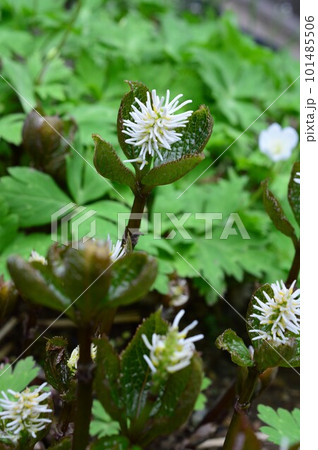 春の野に咲くヒトリシズカの花 101485506