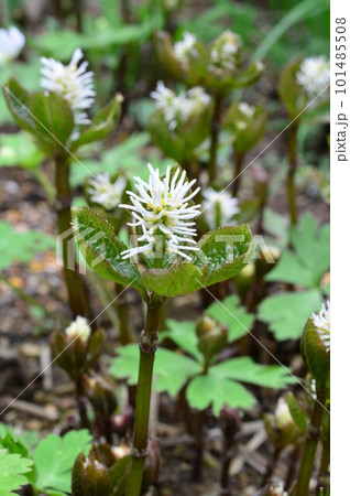 春の野に咲くヒトリシズカの花 春の野に咲くヒトリシズカの花 101485508