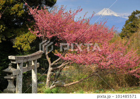 静岡県伊豆市小下田 下り宮の下村三島神社鳥居に咲く早咲きの土肥桜と冠雪した世界遺産の富士山 静岡県伊豆市小下田 下り宮の下村三島神社鳥居に咲く早咲きの土肥桜と冠雪した世界遺産の富士山 101485571