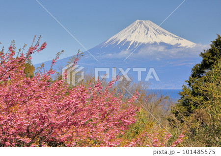 静岡県伊豆市小下田 下り宮の下村三島神社鳥居に咲く早咲きの土肥桜と冠雪した世界遺産の富士山 静岡県伊豆市小下田 下り宮の下村三島神社鳥居に咲く早咲きの土肥桜と冠雪した世界遺産の富士山 101485575