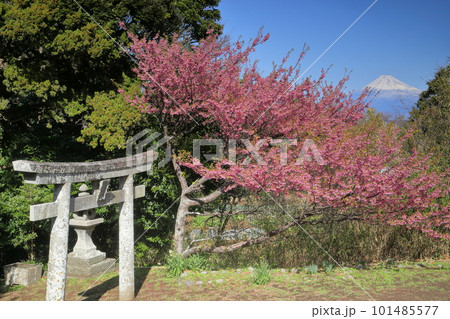 静岡県伊豆市小下田 下り宮の下村三島神社鳥居に咲く早咲きの土肥桜と冠雪した世界遺産の富士山 静岡県伊豆市小下田 下り宮の下村三島神社鳥居に咲く早咲きの土肥桜と冠雪した世界遺産の富士山 101485577