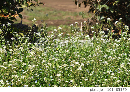 春の野に群生するナズナの白い小花 春の野に群生するナズナの白い小花 101485579