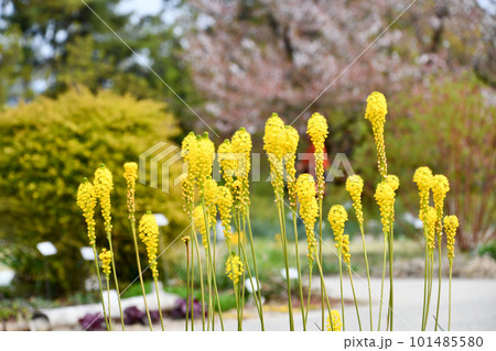 ブルビネラ・フロリブンダ 101485580