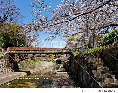 兵庫県西宮市 春の夙川公園 川添橋 101485625