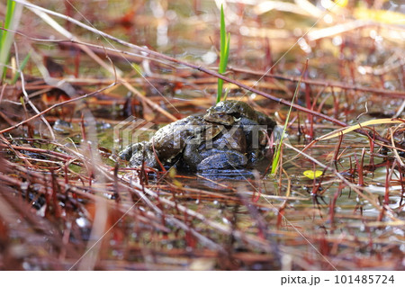 ウシガエルの交尾 101485724