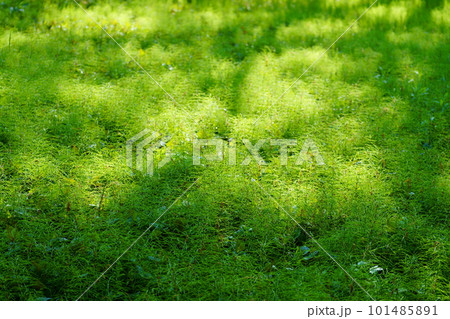 森の中の木漏れ日 森の中の木漏れ日 101485891