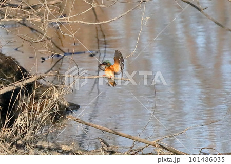 埼玉県比企郡川島町の越辺川白鳥飛来地　川原の枝にとまる瞬間のカワセミ 101486035