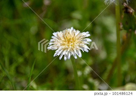 白いタンポポの花 101486124