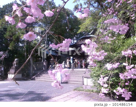 神社の春 神社の春 101486154
