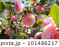 春の日のピンク色の乙女椿 101486217