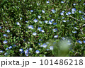 天気のいい春の日とオオイヌノフグリ 101486218
