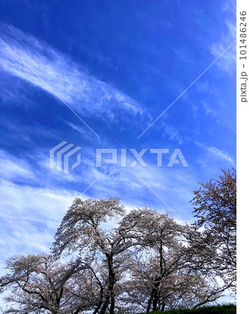 青空に映える満開の枝垂桜と土手 101486246