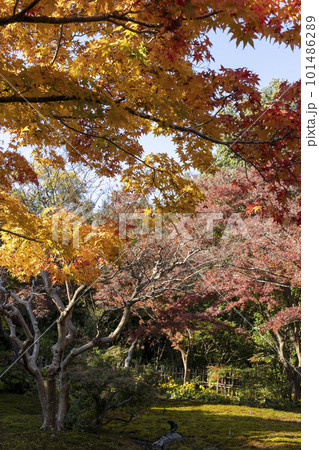 紅葉に彩られた茶室庭園-3 101486289