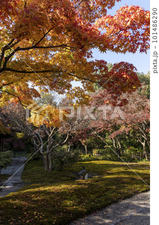 紅葉に彩られた茶室庭園-4 101486290