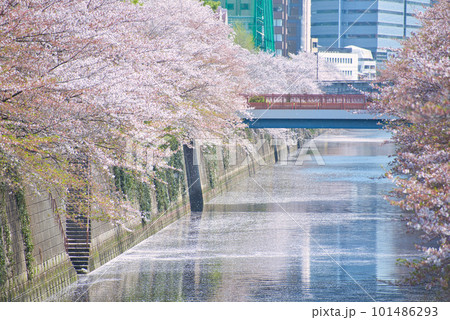 散りゆく目黒川の桜 101486293