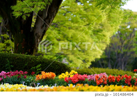 公園に咲くチューリップの花 公園に咲くチューリップの花 101486404
