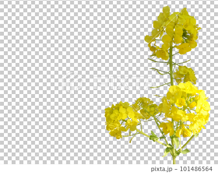 Canola flower clippings 101486564