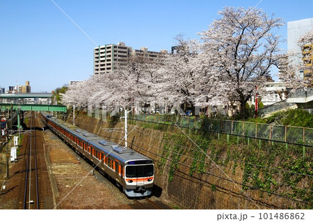 満開の桜とJR東海 中央西線 315系 満開の桜とJR東海 中央西線 315系 101486862
