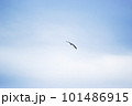 空を飛ぶカモメ 101486915