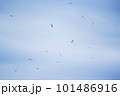 青空を飛ぶ鳥の群れ 101486916