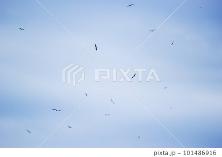 青空を飛ぶ鳥の群れ 青空を飛ぶ鳥の群れ 101486916