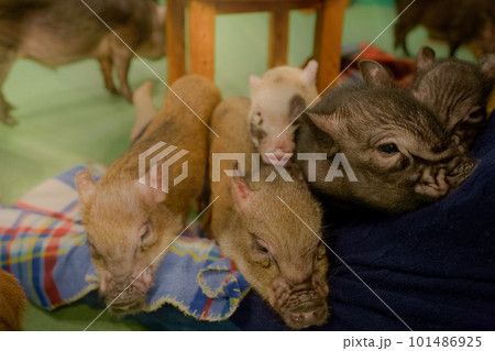 女性の足の上で集団で昼寝する子豚たち　ミニブタ 101486925