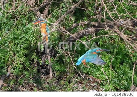 埼玉県比企郡川島町の越辺川白鳥飛来地　川原を行き交う羽のカワセミ 101486936