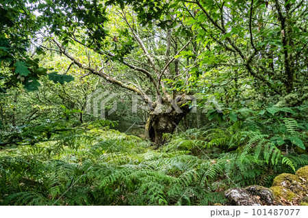 Hiking through the Canyon del Sil in Parada de Sil in Galicia, Spain, Europe 101487077