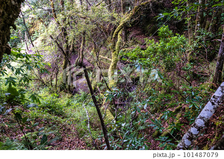Hiking through the Canyon del Sil in Parada de Sil in Galicia, Spain, Europe 101487079