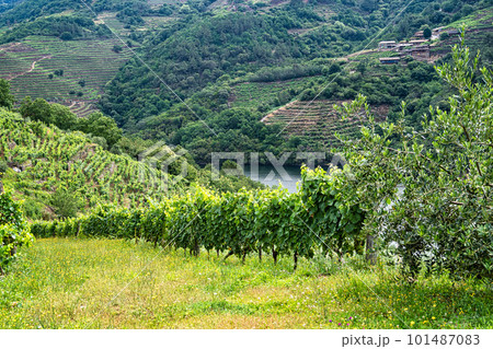 View of Canyon del Sil from Miradoiro da Erbedeiroin in Parada de Sil in Galicia, Spain, Europe 101487083