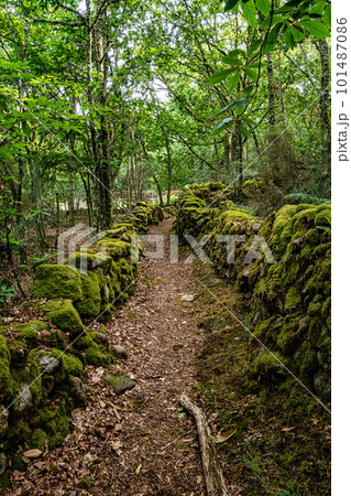 Hiking through the Canyon del Sil in Parada de Sil in Galicia, Spain, Europe 101487086