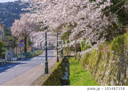 道路沿いに咲く満開の桜(滋賀県大津市園城寺前交差点付近) 道路沿いに咲く満開の桜(滋賀県大津市園城寺前交差点付近) 101487158