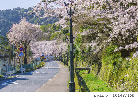 道路沿いに咲く満開の桜（滋賀県大津市園城寺前交差点付近） 101487159