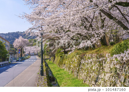 道路沿いに咲く満開の桜(滋賀県大津市園城寺前交差点付近) 道路沿いに咲く満開の桜(滋賀県大津市園城寺前交差点付近) 101487160